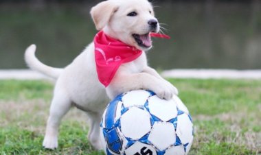 Sacramento Dog Training Centers